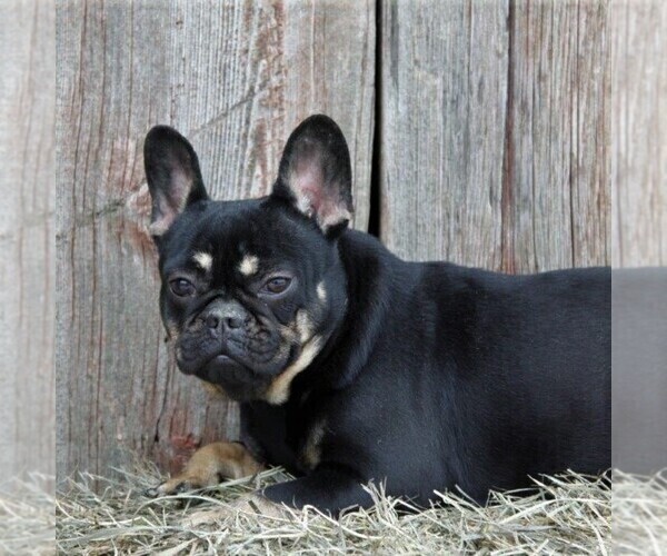 Medium Photo #1 French Bulldog Puppy For Sale in DANVILLE, PA, USA