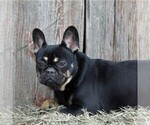 Small Photo #1 French Bulldog Puppy For Sale in DANVILLE, PA, USA