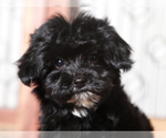 Small #2 YorkiePoo