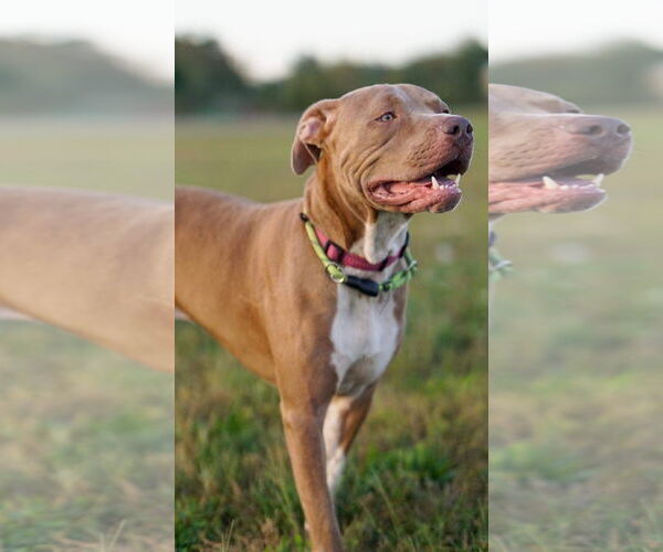 Medium Photo #18 American Pit Bull Terrier-Unknown Mix Puppy For Sale in Germantown, OH, USA