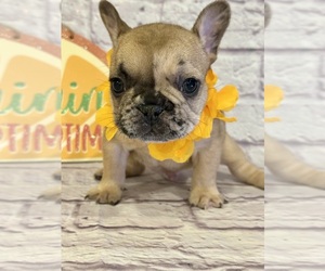 French Bulldog Puppy for sale in ELKHORN, WI, USA