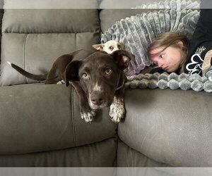 Mutt Dogs for adoption in Woodbury, NY, USA
