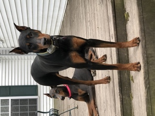 Father of the Doberman Pinscher puppies born on 04/20/2018