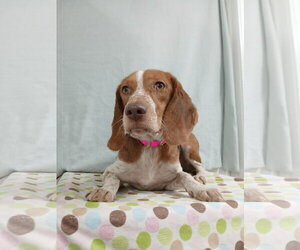 Presley *Available Soon* - Female Beagle Dog for Adoption - Photo #2