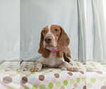 Small Photo #2 Beagle Puppy For Sale in Murfreesboro, NC, USA