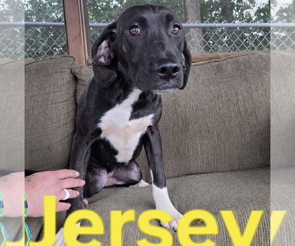 Medium Photo #1 Mutt Puppy For Sale in Martinsburg, WV, USA