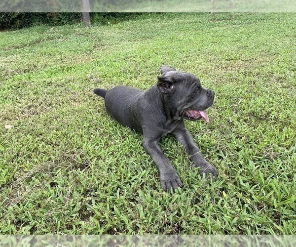 Medium Photo #16 Cane Corso Puppy For Sale in MONTGOMERY, AL, USA