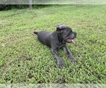 Small #15 Cane Corso