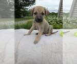 Small #2 German Shepherd Dog Mix