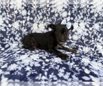 Small #2 Schnauzer (Miniature)