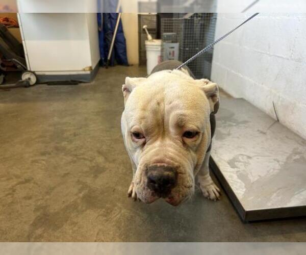 Medium Photo #1 Mutt Puppy For Sale in Corona, CA, USA