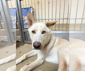 Montana-In Foster - Male Gerberian Shepsky Dog for Adoption - Photo #4