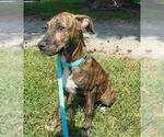 Small #2 Bulldog Mix