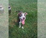 Small #7 American Pit Bull Terrier Mix