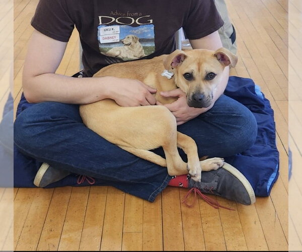 Medium Photo #6 Black Mouth Cur-Unknown Mix Puppy For Sale in Boston, MA, USA