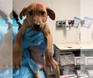 Chihuahua Dogs for adoption in Bakersfield, CA, USA