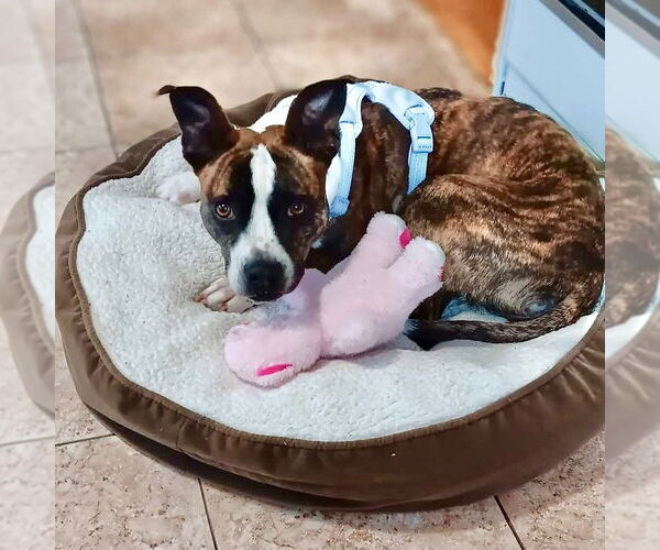Medium Photo #27 Boxer-Unknown Mix Puppy For Sale in Canton, CT, USA