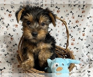 Yorkshire Terrier Puppy for sale in JONESTOWN, TX, USA