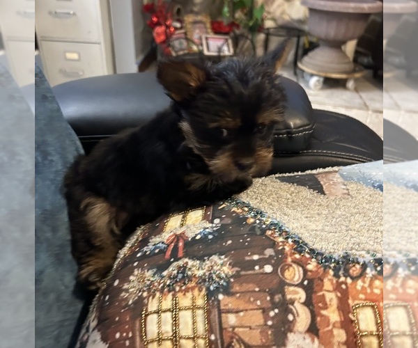 Medium Photo #13 Yorkshire Terrier Puppy For Sale in BRIDGETON, NJ, USA