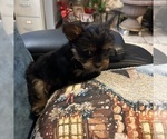 Small #12 Yorkshire Terrier