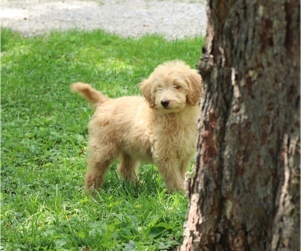 Medium Photo #8 Goldendoodle Puppy For Sale in FAIR GROVE, MO, USA