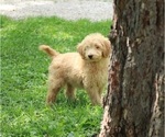 Small #7 Goldendoodle