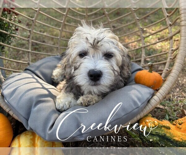 Medium Photo #30 Havachon Puppy For Sale in NIANGUA, MO, USA