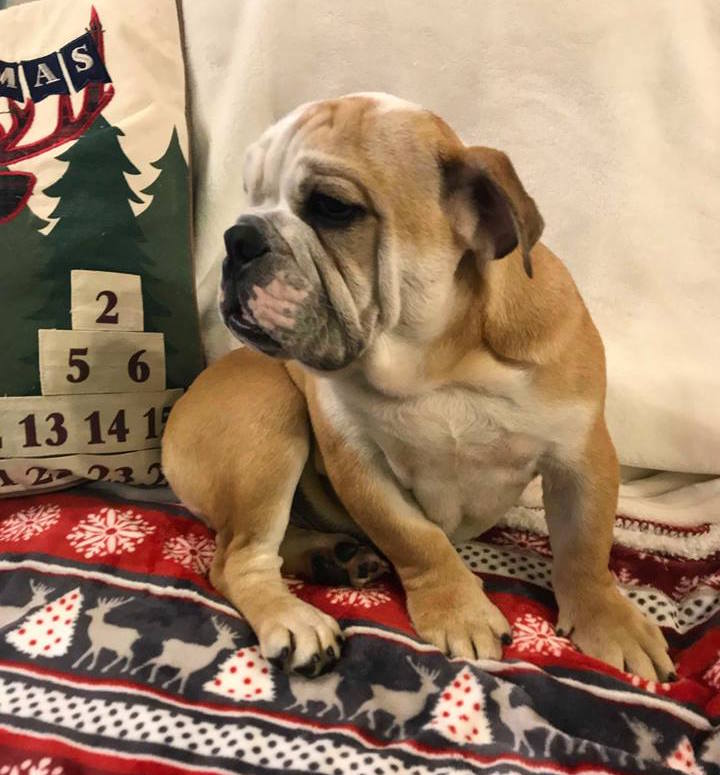 Medium Photo #1 Bulldog Puppy For Sale in CHARLESTON, SC, USA