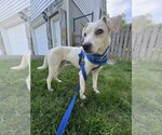 Small #8 Jack Russell Terrier Mix