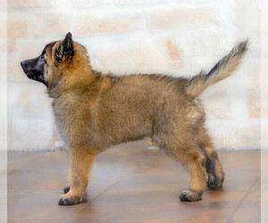 Belgian Tervuren Puppy for sale in EDGEWOOD, TX, USA