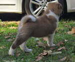 Small #1 Akita