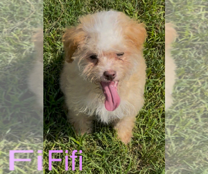 Maltese-Poodle (Toy) Mix Puppy for sale in AZLE, TX, USA