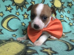 Chihuahua Puppy for sale in PEACH BOTTOM, PA, USA