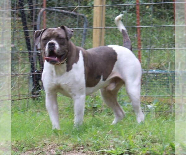 Medium Photo #1 Alapaha Blue Blood Bulldog Puppy For Sale in MARBLE FALLS, AR, USA