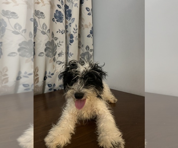 Medium Photo #39 Cavapoo-Poodle (Miniature) Mix Puppy For Sale in DURHAM, CT, USA