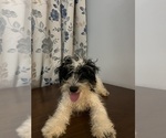 Small #38 Cavapoo-Poodle (Miniature) Mix