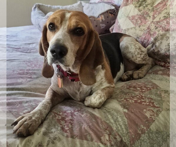Medium Photo #8 Beagle Puppy For Sale in Dunnellon, FL, USA