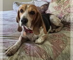 Small #7 Beagle