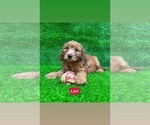 Image preview for Ad Listing. Nickname: Lori