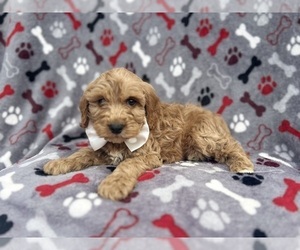Cavapoo Puppy for sale in LAKELAND, FL, USA