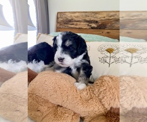 Aussiedoodle Miniature  Puppy for sale in MBORO, TN, USA
