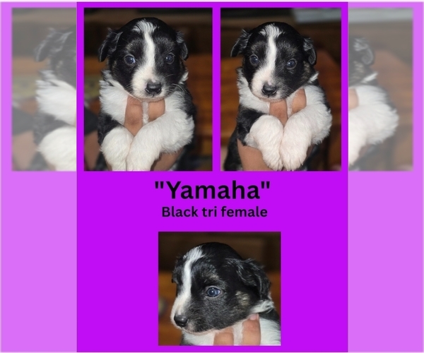 Medium Photo #5 Miniature Australian Shepherd Puppy For Sale in ADAIR VILLAGE, OR, USA