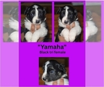 Small #4 Miniature Australian Shepherd