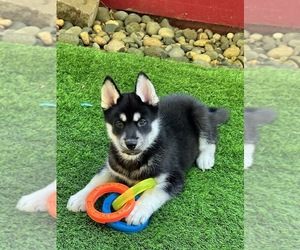 Siberian Husky Puppy for Sale in VANCOUVER, Washington USA