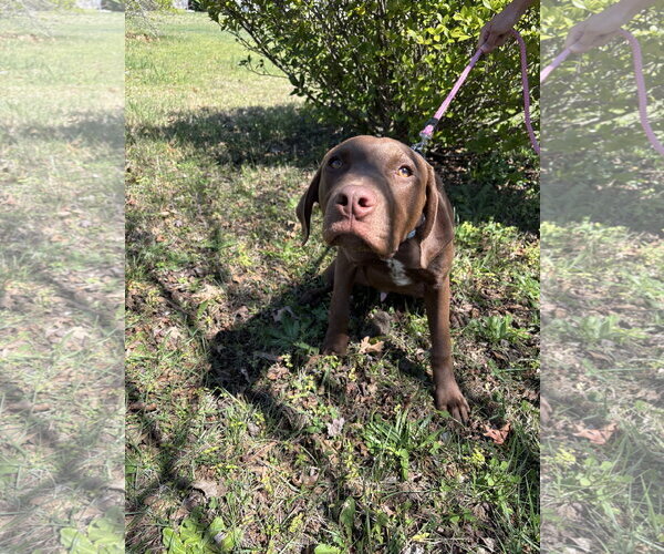 Medium Photo #2 Labrador Retriever-Unknown Mix Puppy For Sale in Holly Springs, NC, USA