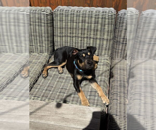 Medium Photo #11 Rottweiler-Unknown Mix Puppy For Sale in Dana Point, CA, USA