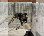 Small #10 Rottweiler Mix