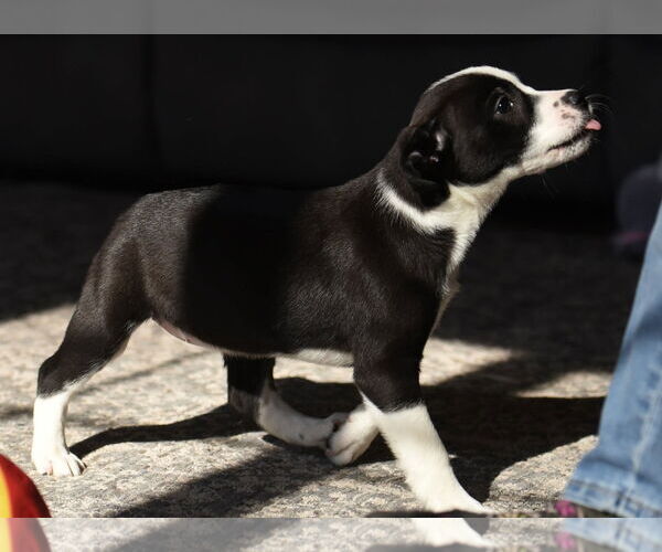 Medium Photo #5 Mutt Puppy For Sale in Mechanicsburg, PA, USA