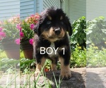 Puppy 1 Australian Retriever-Australian Shepherd Mix