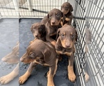 Small Photo #1 Doberman Pinscher Puppy For Sale in BAKERSFIELD, CA, USA